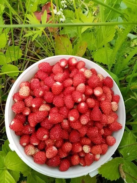 Земляника. Домашняя клубника. Земляника домашняя. Домашняя земляника Суприм.