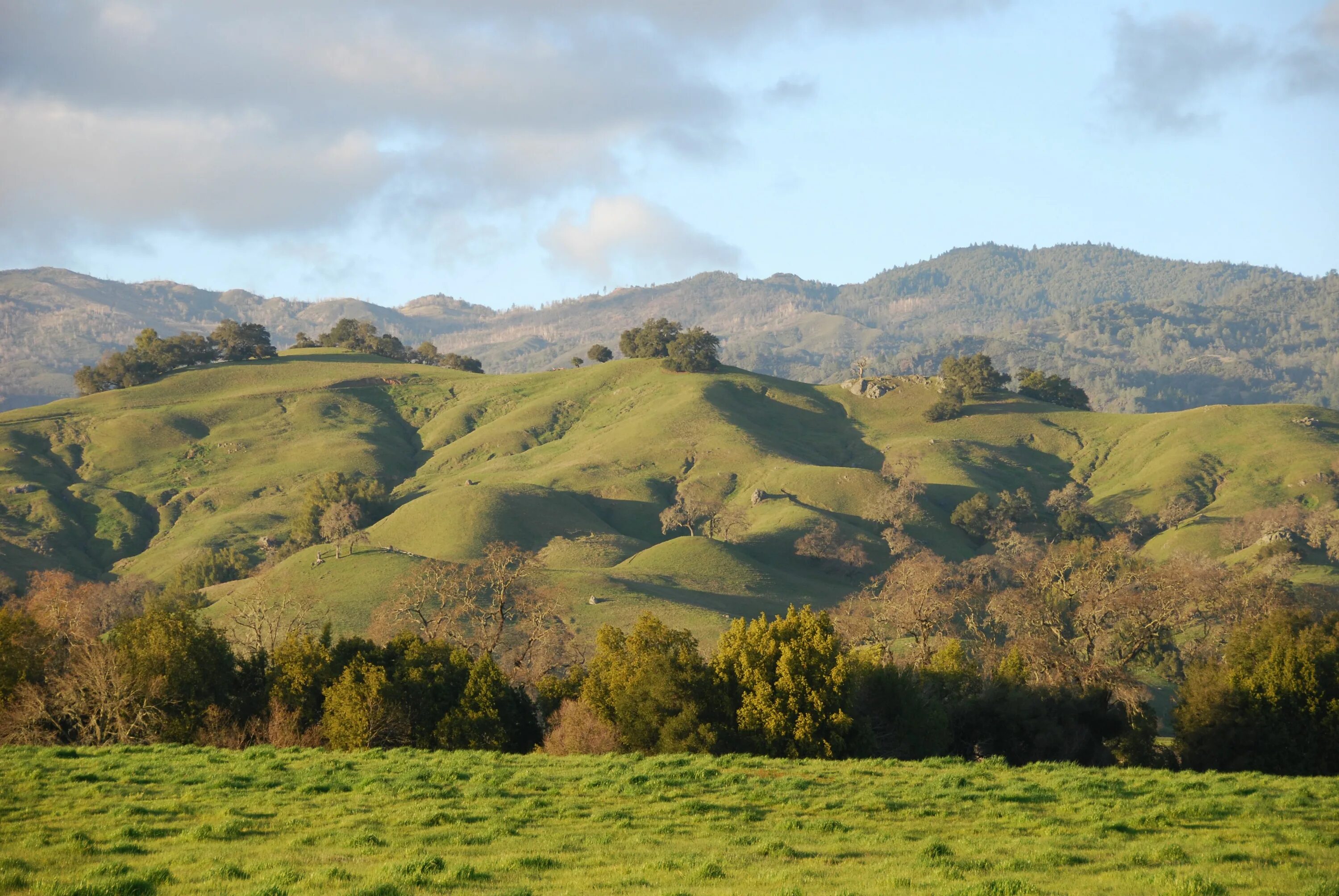 Rolling hills. Роллинг Хиллс Калифорния. Долина холмов. Холмы Иданре. Напа (округ).