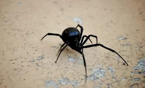 Үйде лесбияндық порно видео түсірілген.