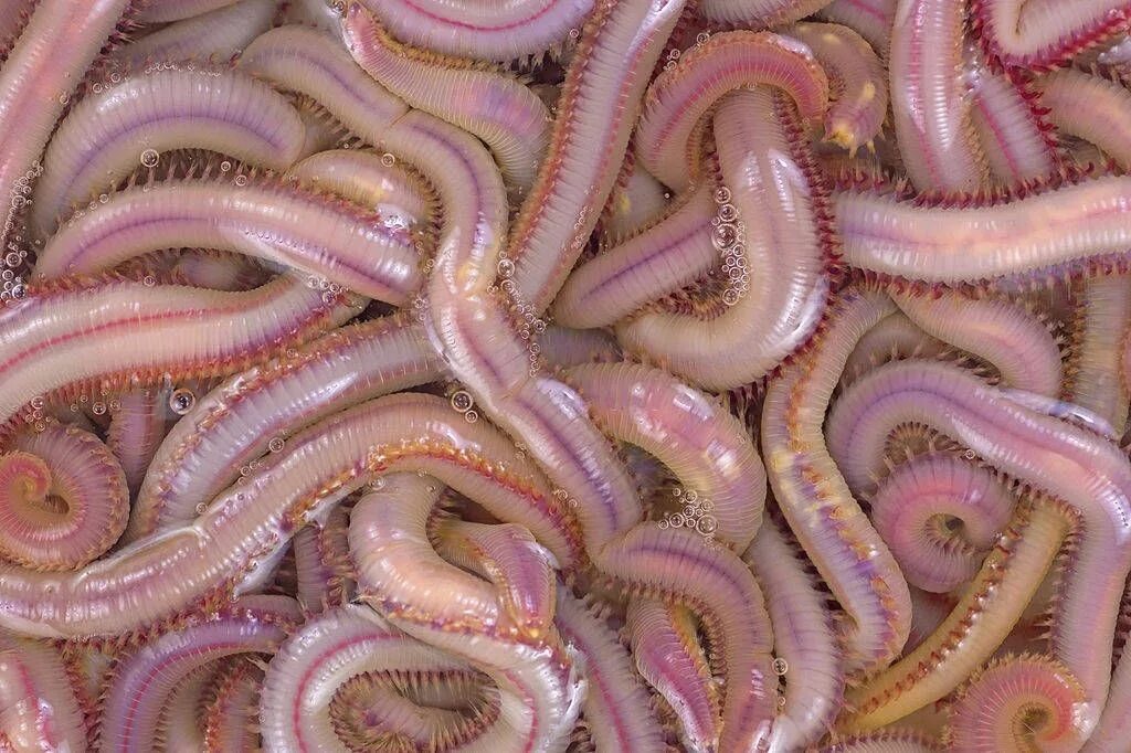 Best worm. Best worm