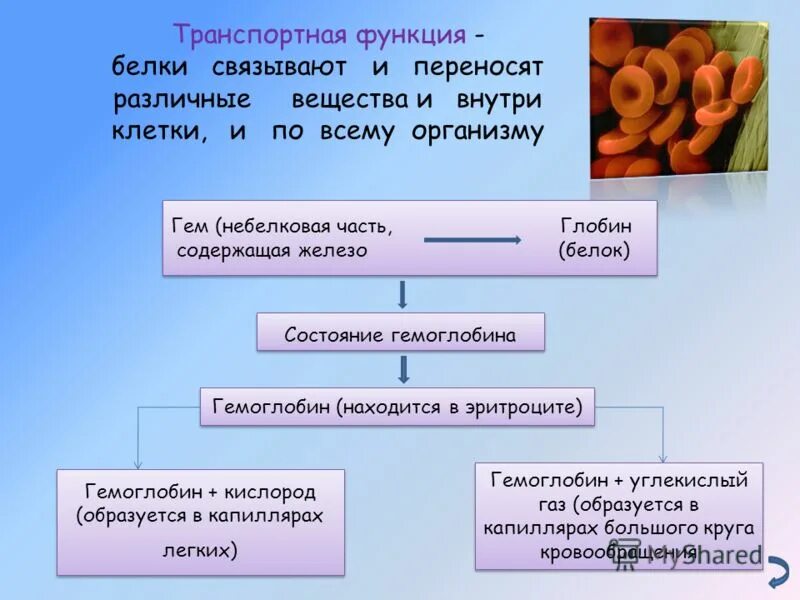 структура и функции трнк ирнк ррнк. сроки обновления клеток организма. питательные вещества в крови. какая система переносит внутри организма различные. какая система переносит внутри организма различные.