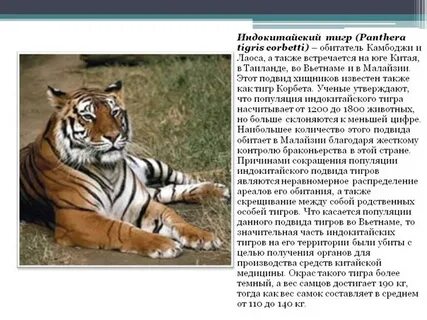 Бенгальский тигр кратко