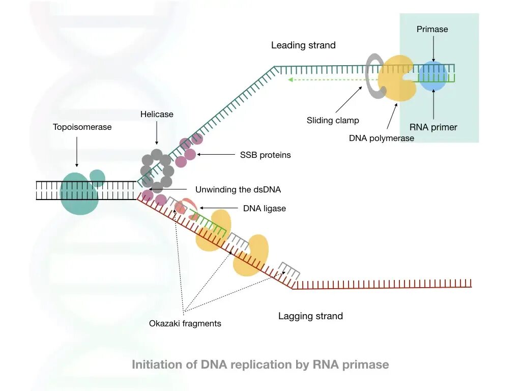 Фермент хеликаза. ДНК полимераза репликация ДНК. DNA Replication SSB Protein. РНК праймер в репликации ДНК. Праймер в репликации ДНК это.