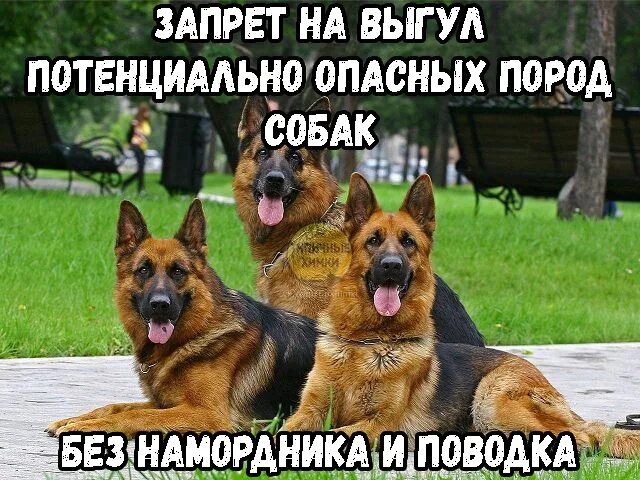 Список собак запрещенных выгулу. Потенциально опасные породы собак. список потенциально опасных собак. выгул собак опасных пород.