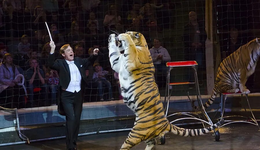 Цирк на вернадского дрессированные животные. Империя львиц виталий смолянец. Тигр в цирке. Тульский цирк королевские тигры суматры. Дрессировщица моника мартин.