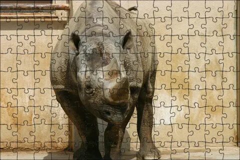 Animal say