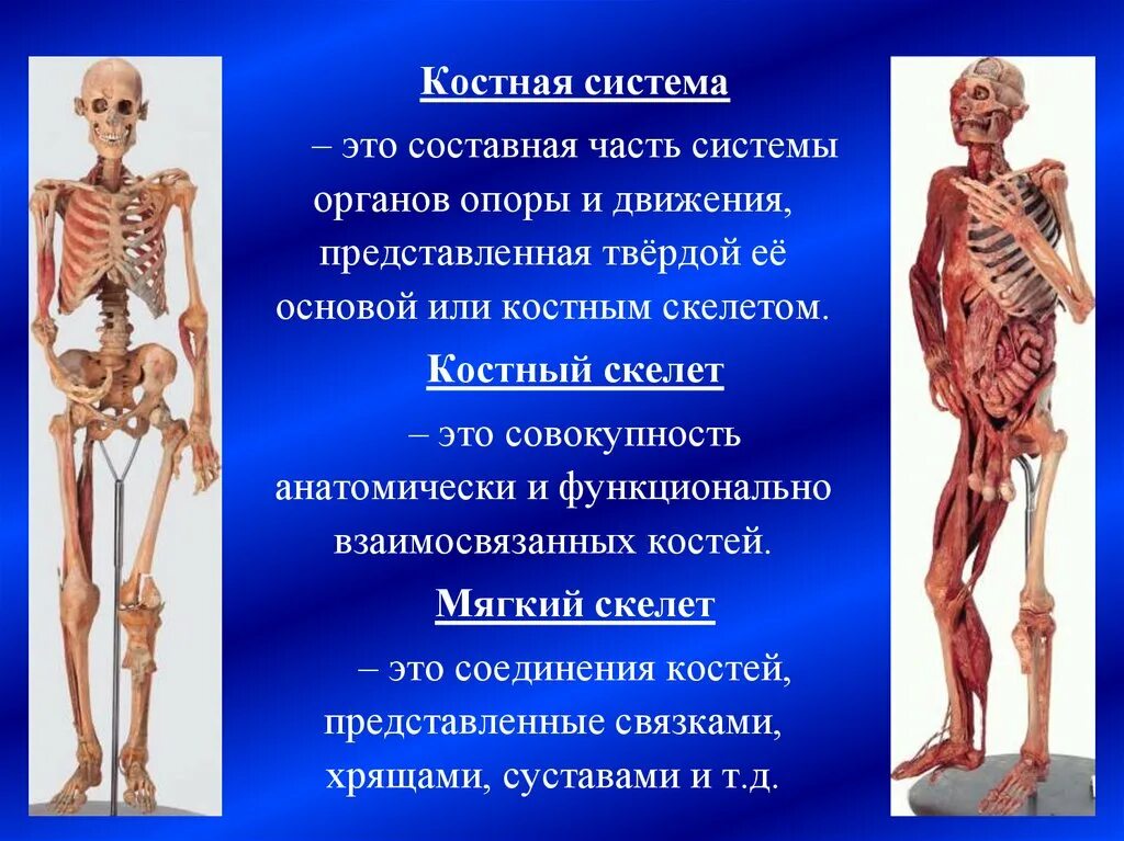 Строение костных мышц. Костная система. анатомия костной системы. костная система человека анатомия. строение костной системы.