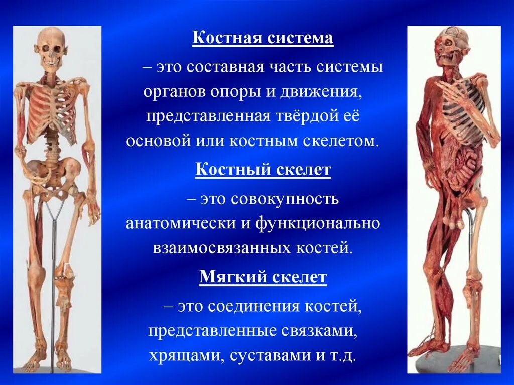 Костная система. Костная система человека анатомия. Строение костной системы. Селет.