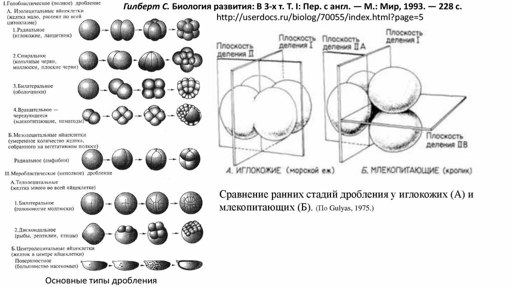 Центр дробление