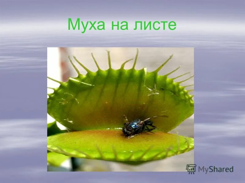 Мухи на листьях