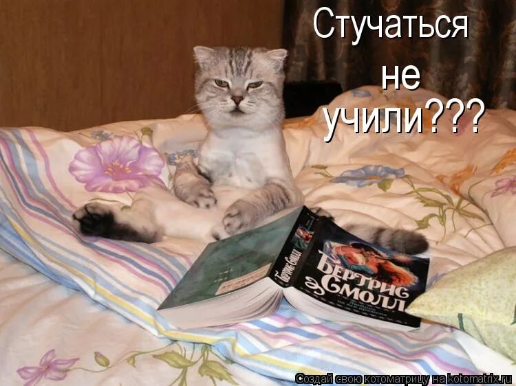 Я тут буду спать. Кот барыга. Стучаться не учили коты. Еще одну серию и спать.