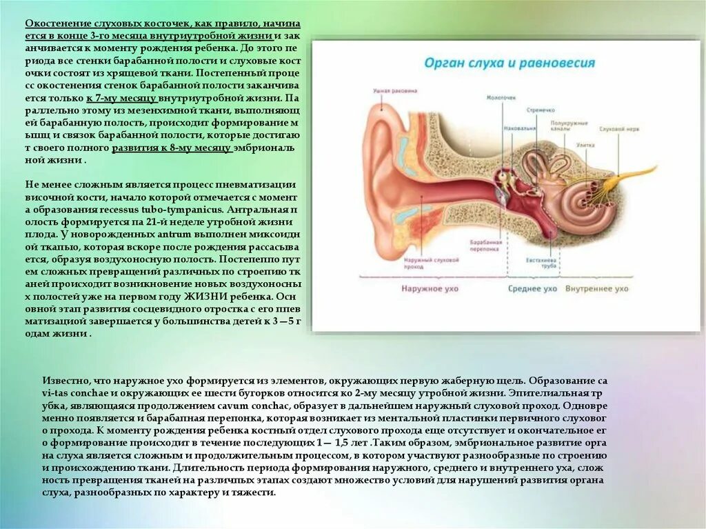Слуховой латынь. Орган слуха косточки. Содержит слуховые косточки. Окостенение слухового прохода. Происхождение слуховых косточек.