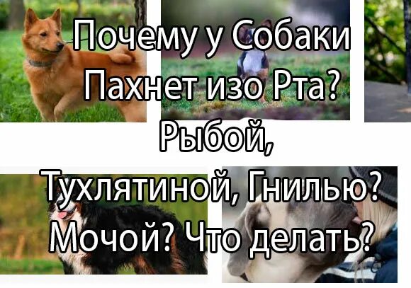 У собаки пахнет моча. Почему у собаки пахнет изо рта. У собаки пахнет изо рта гнилью. Запах изо рта у собаки причины.