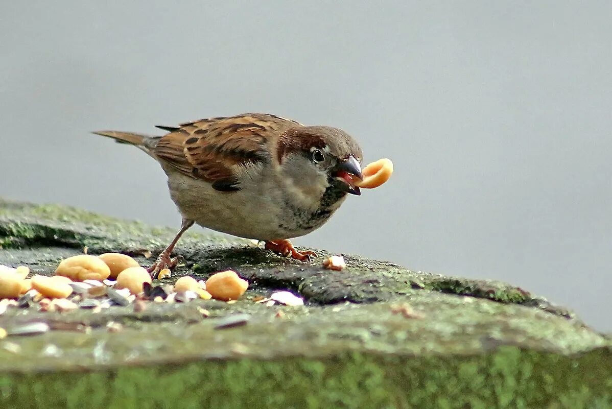 воробей кушает. крошки хлеба для птиц. что едят воробьи. воробьи кормятся. что есть воробей.