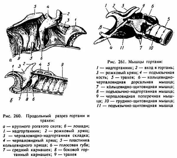 Функция трахеи у млекопитающих. Строение гортани анатомия животных. хрящи гортани анатомия животных. строение трахеи крс. гортань крс топография.