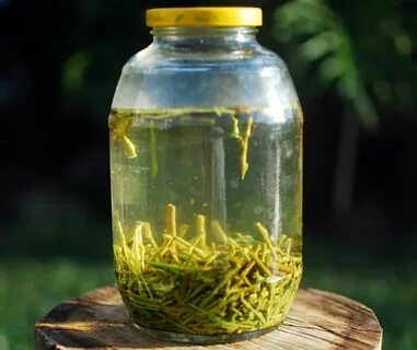 Укоренение ивы черенками