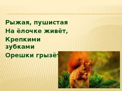 Белка какая характеристика