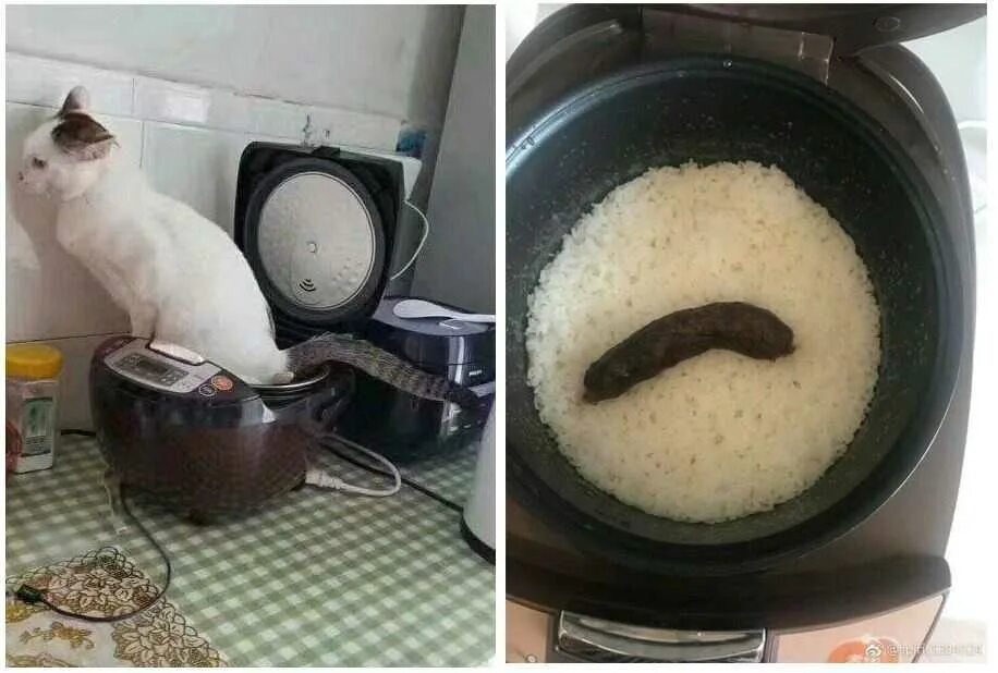 К чему снится кошачьи какашки