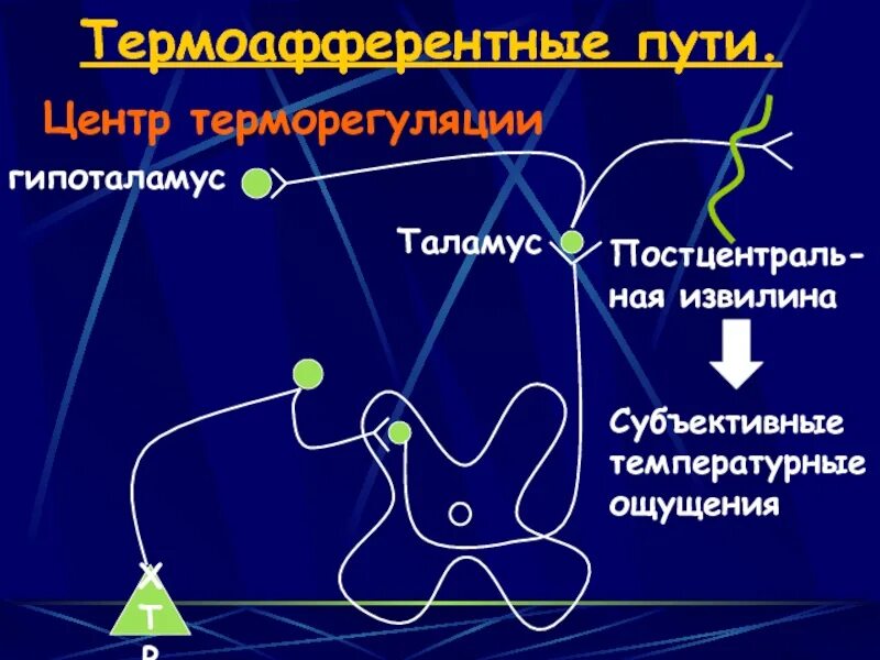 Субъективная температура. Центр температурной регуляции. термоафферентные пути картинки. последовательность механизма температурного чувства. субъективная температура это.