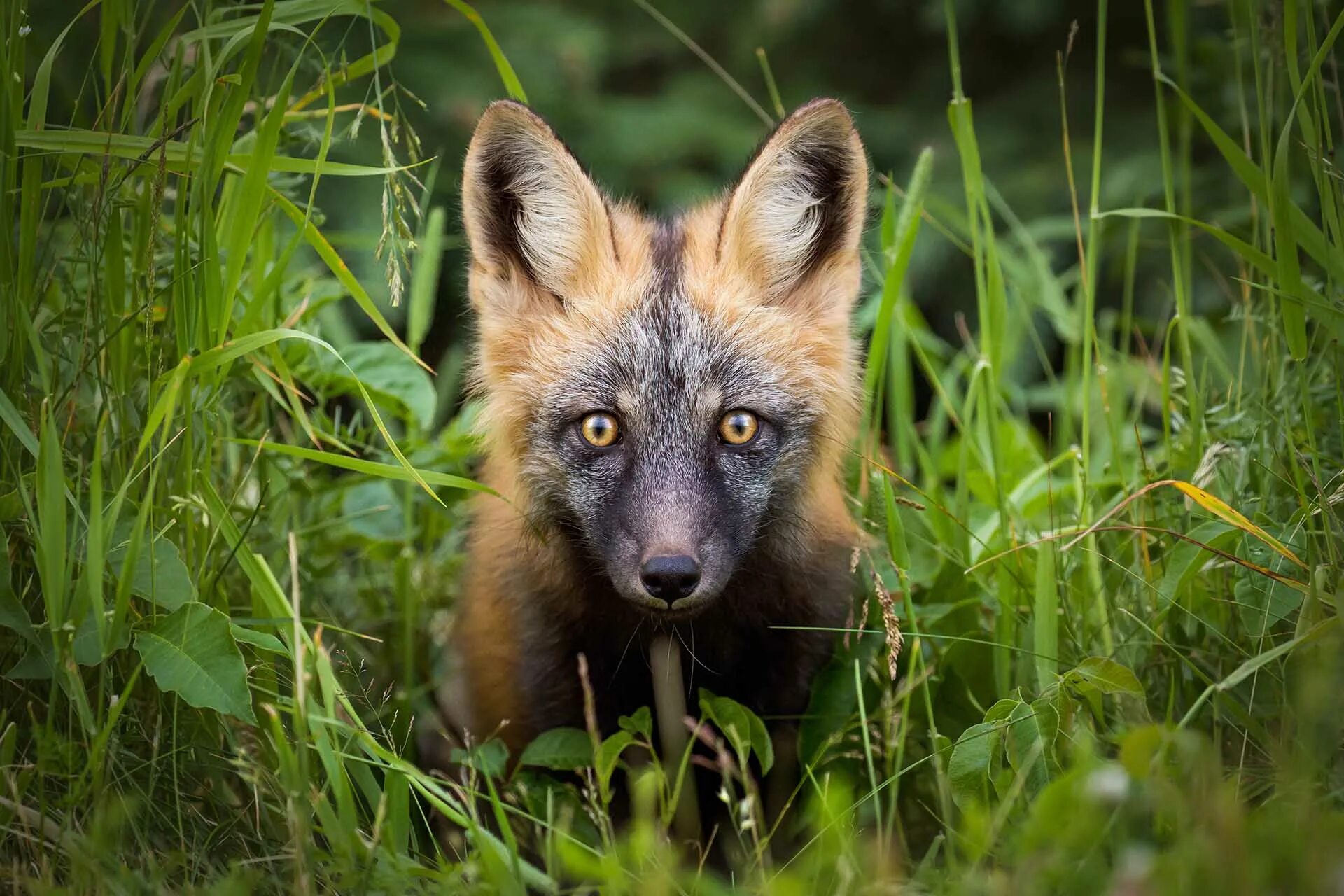 Крестовка / Cross Fox. Лиса чернобурка крестовка. Золотая крестовка лиса. Канадская лисица чернобурая. В каком fox