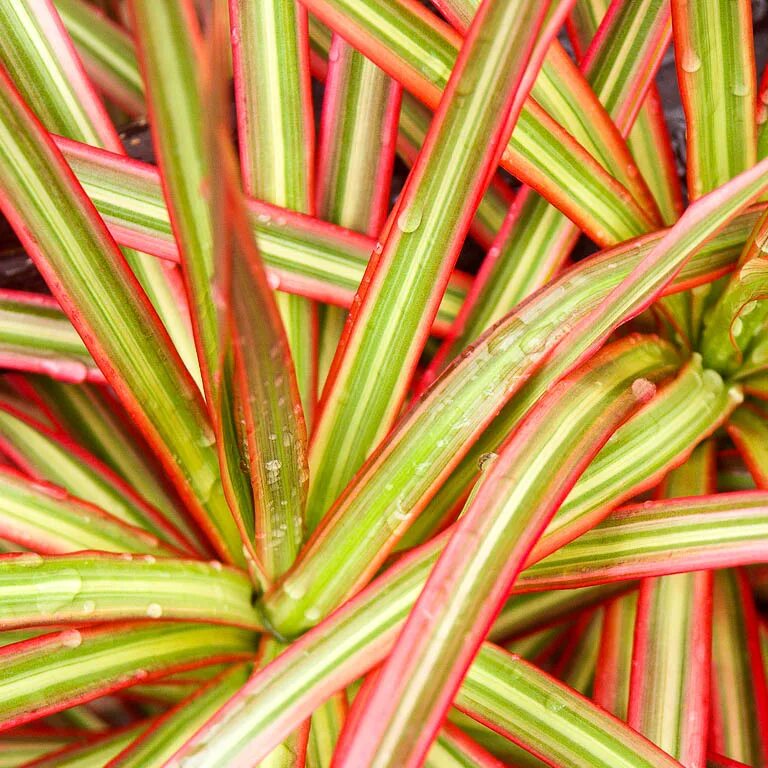 Цветные пряди. Попугаи породы лорикет. Колеус семена. Шамбре колорирование. Пестро окрашенных.