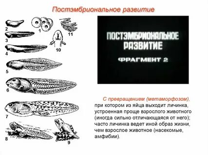Налим развитие с метаморфозом