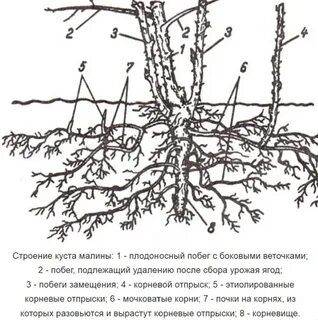Корневая малина