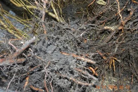 Почему в лесопосадках почву заселяют микоризными грибами