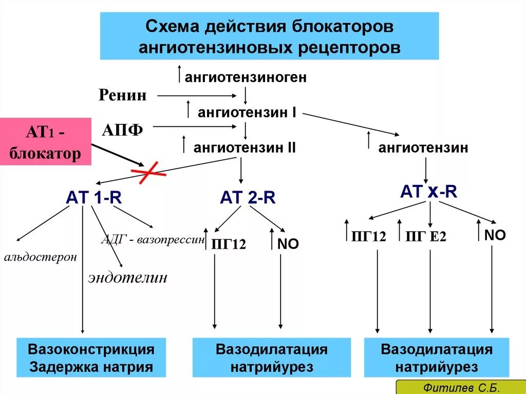 Блокаторы ангиотензиновых рецепторов. Ингибиторы АПФ И антагонисты рецепторов ангиотензина II. Ангиотензин 2 схема. Блокаторы ангиотензина 2 схема.