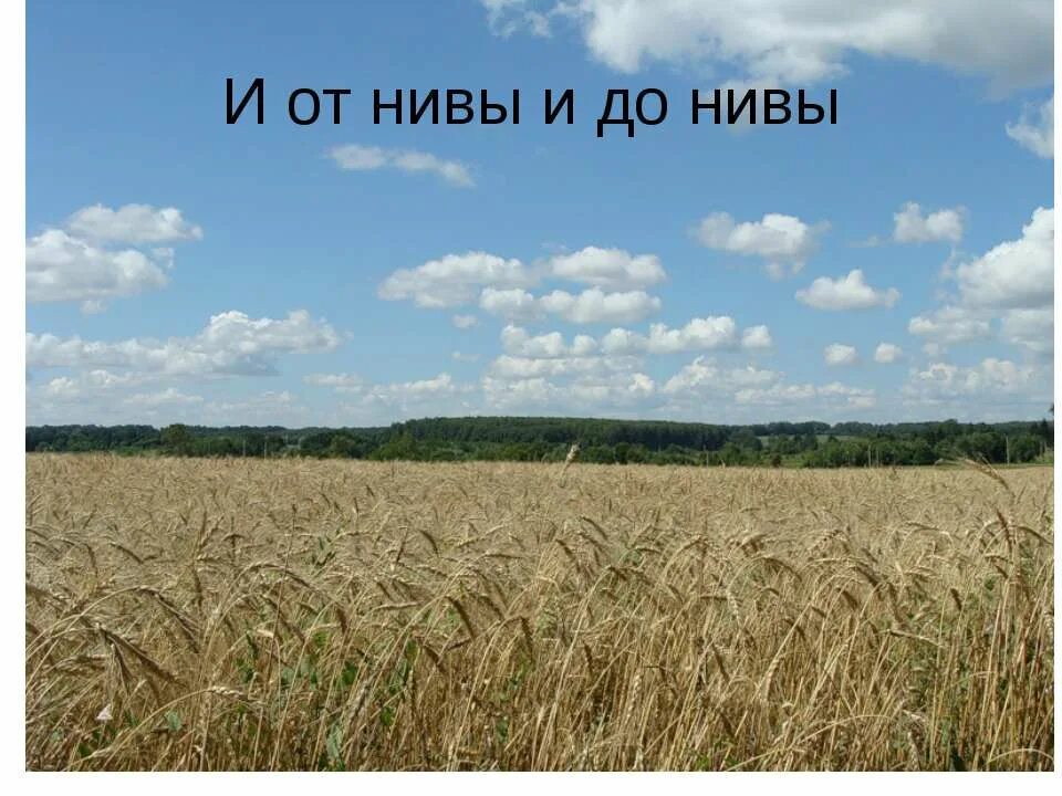 стихотворение фета зреет рожь над жаркой нивой. а. рожь нива фет. фет. фет зреет рожь.