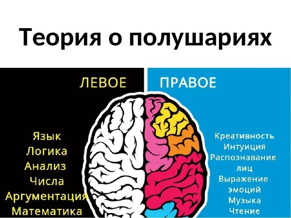 Левое полушарие какая рука. Полушария мозга. Левое полушарие головного мозга. За что отвечает левое и правое полушарие головного мозга. Люди с правым полушарием мозга.