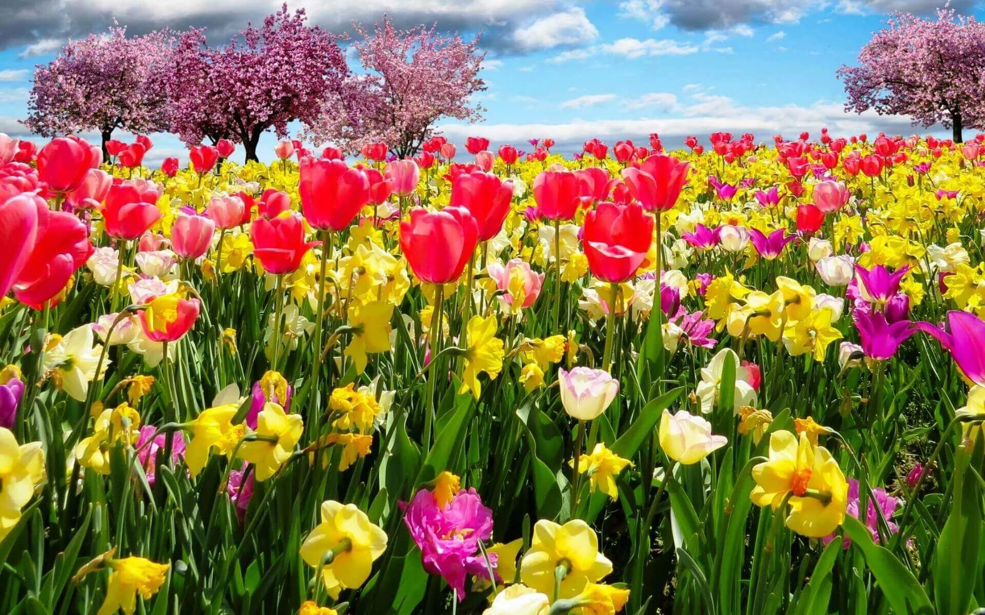 Весенние цветы. Яркие весенние цветы. Весенние цветы тюльпаны.