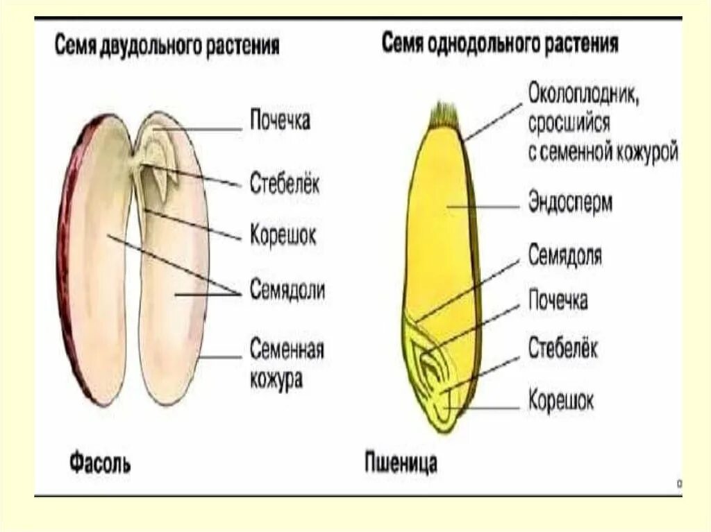 Семя это орган семенного размножения. Органы размножения растений. Цветок орган размноже. Семя биология 7 класс орган размножение и расселение. Цветок плод семя органы служащие для