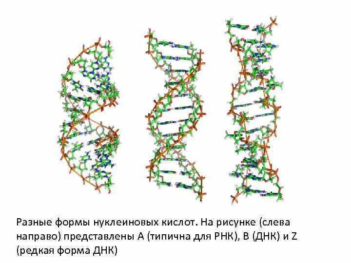 Нуклеиновые кислоты ДНК. Нуклеиновые кислоты ДНК И РНК. Вторичная структура ДНК И РНК. Вторичная структура нуклеиновых кислот.