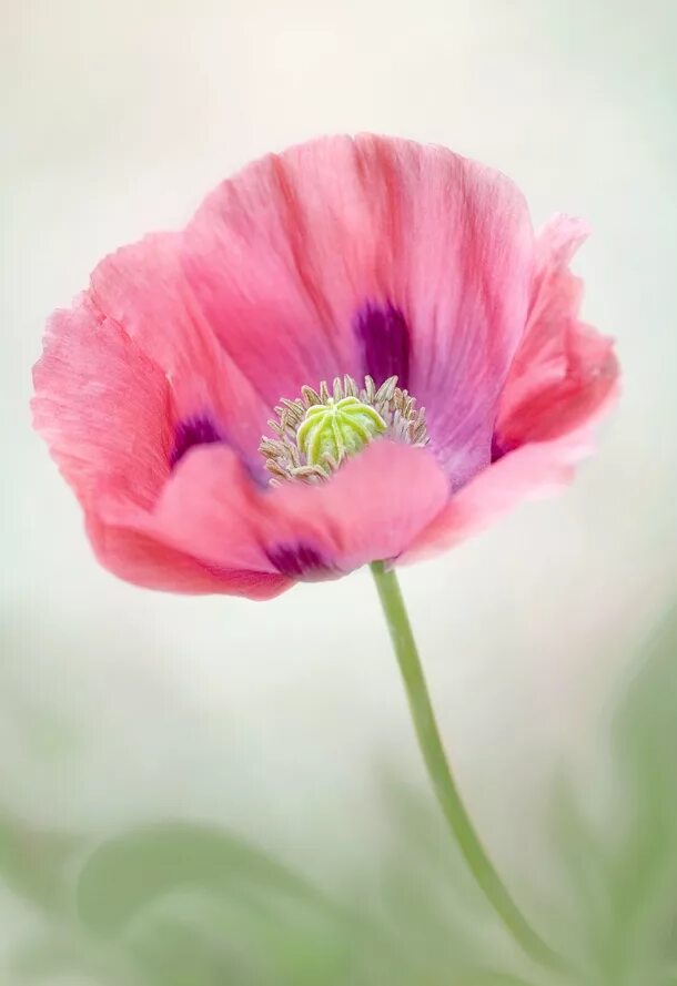 Мак Papaver розовый. Розовые маки. Нежно розовые маки. Бледно розовые маки. Розовый мак 2