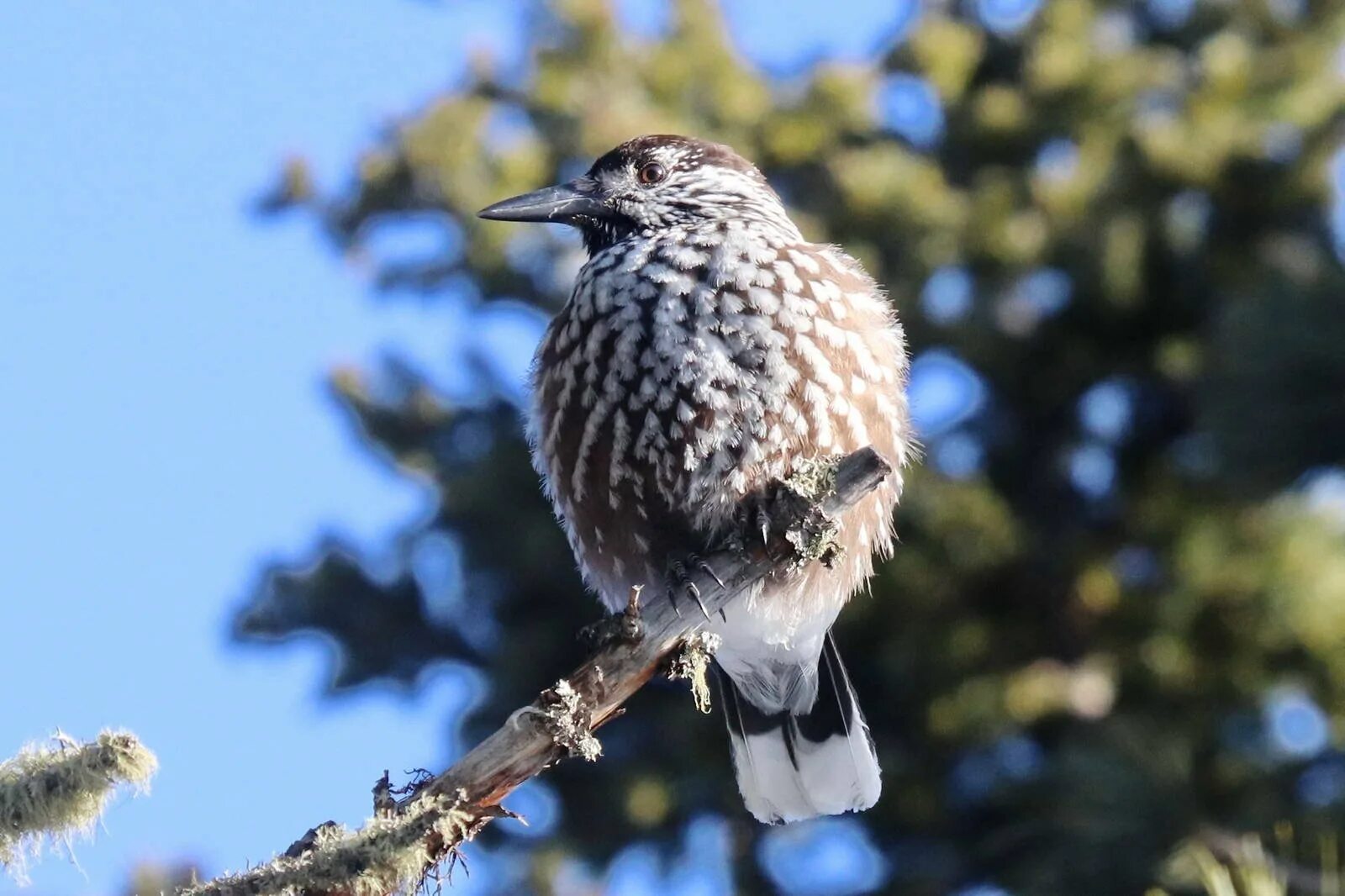 Сибирская кедровка. Кедровка птица. птицы алтай кедровка. кедровка в сибири. сойка кедровка.