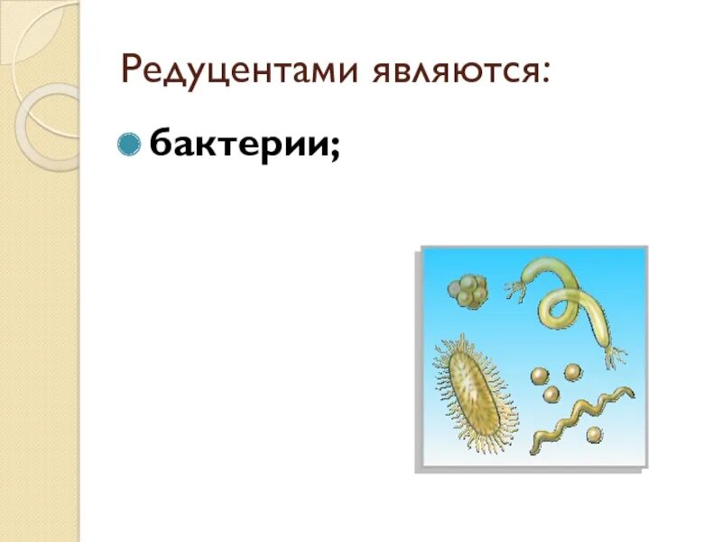Бактерии редуценты. Бактерии редуценты примеры. Микроорганизмы редуценты примеры. Редуцентами являются.