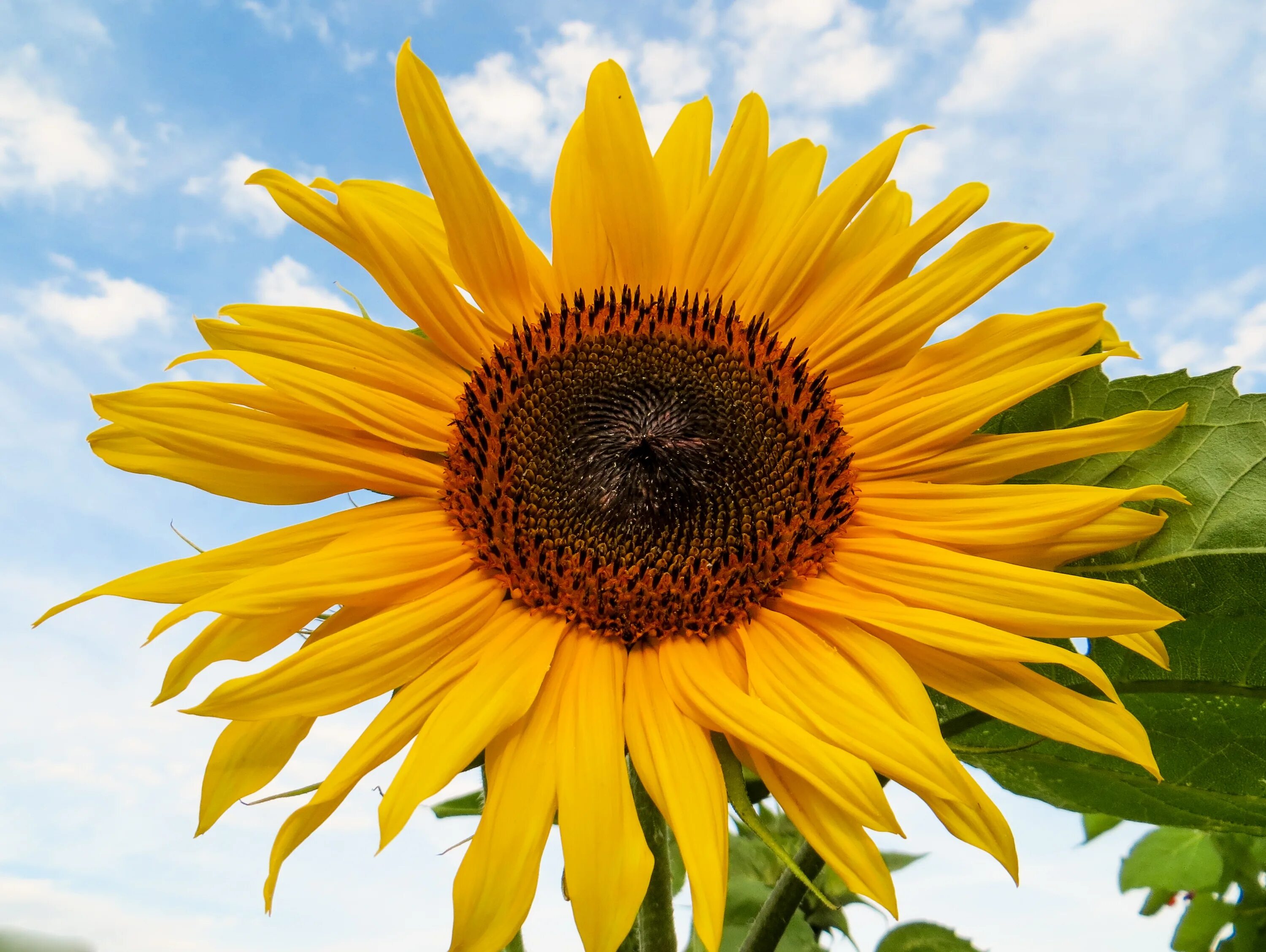 Sun flower отзывы. Подсолнух. Лето Подсолнухи. Подсолнечник солнышко. Подсолнухи картинки красивые.