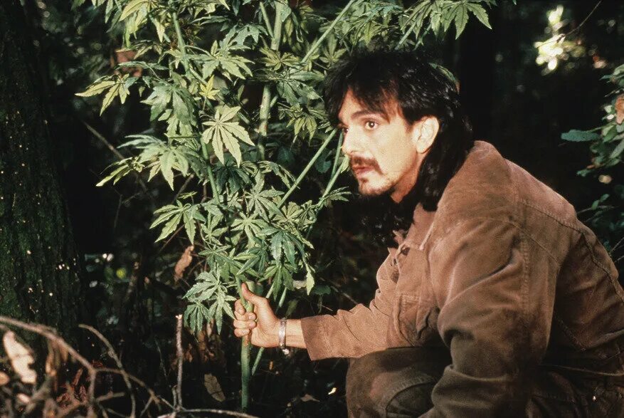 доморощенная значение слова. доморощенный бизнесмен. суккулент орегано.