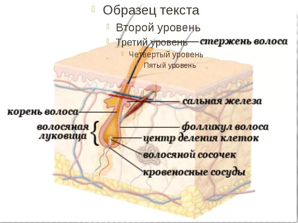 Волосяной фолликул и луковица. Строение волоса и волосяного фолликула. Строение волоса стержень волоса волосяная луковица. Строение стержня волоса. Рост волоса происходит за счет