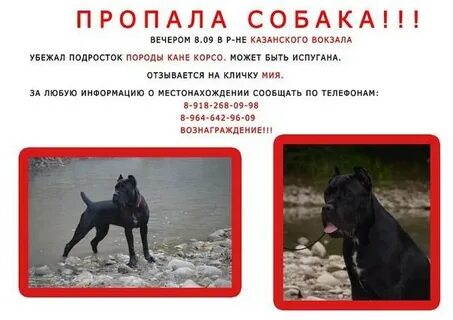 Кане корсо продолжительность жизни