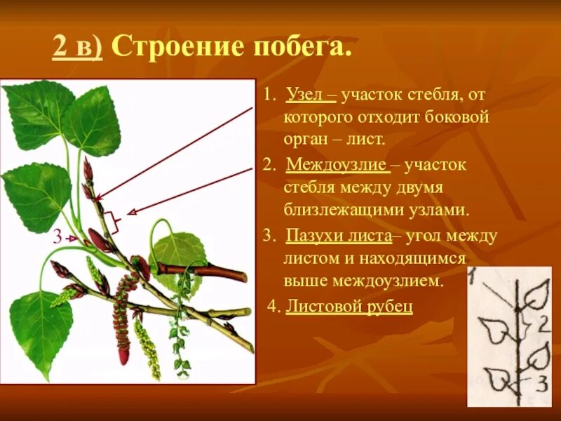 Боковой побег стебля. Лист боковой орган побега. участок стебля между узлами. участок стебля от которого отходит лист называют. междоузлия это участки стебля между листьями.