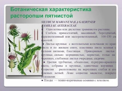Чертополох описание