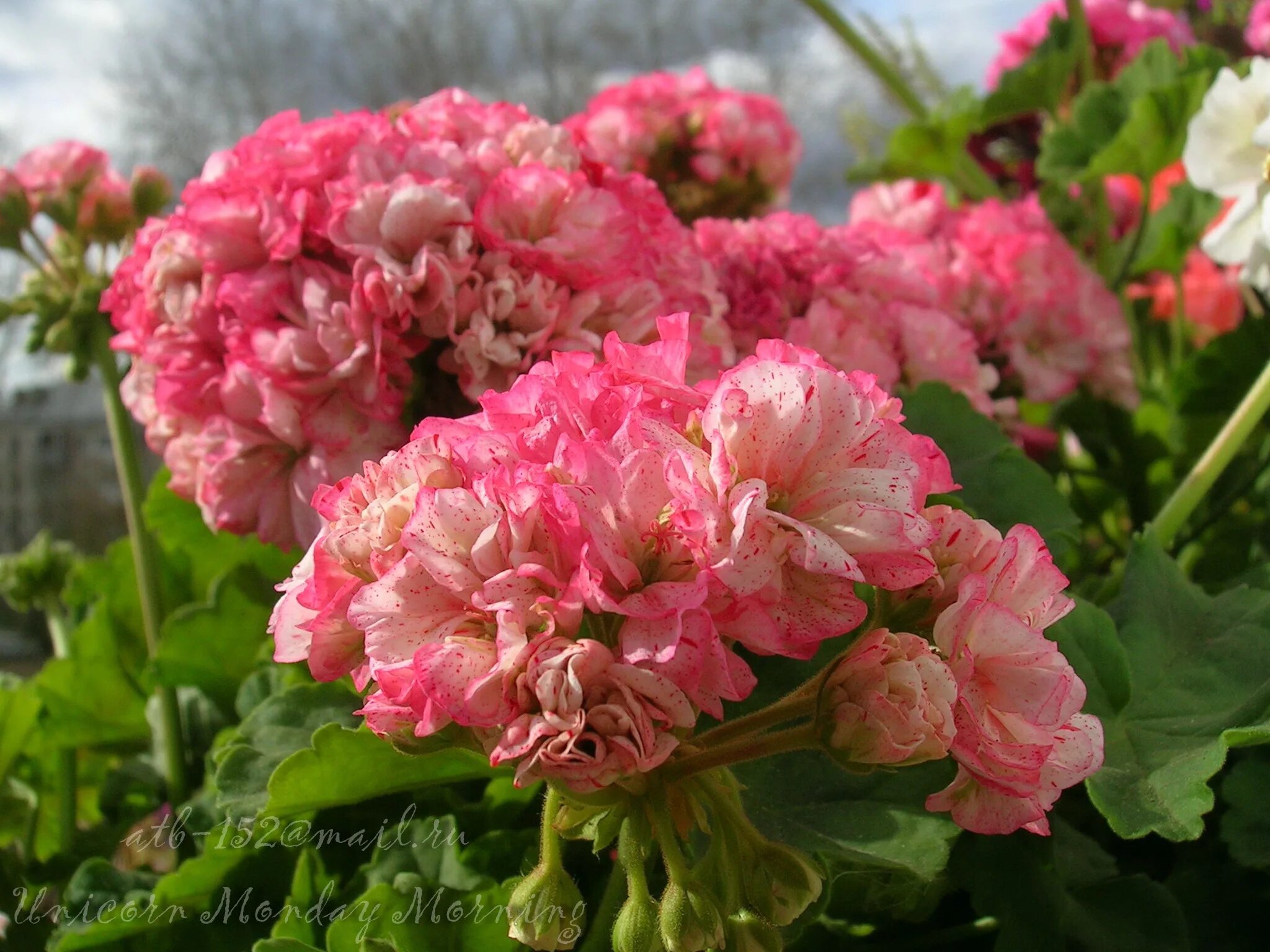 Пеларгония настасья. Пеларгония настасья. Пеларгония настасья. Пеларгония настасья филипповна. Пеларгония кадриль.