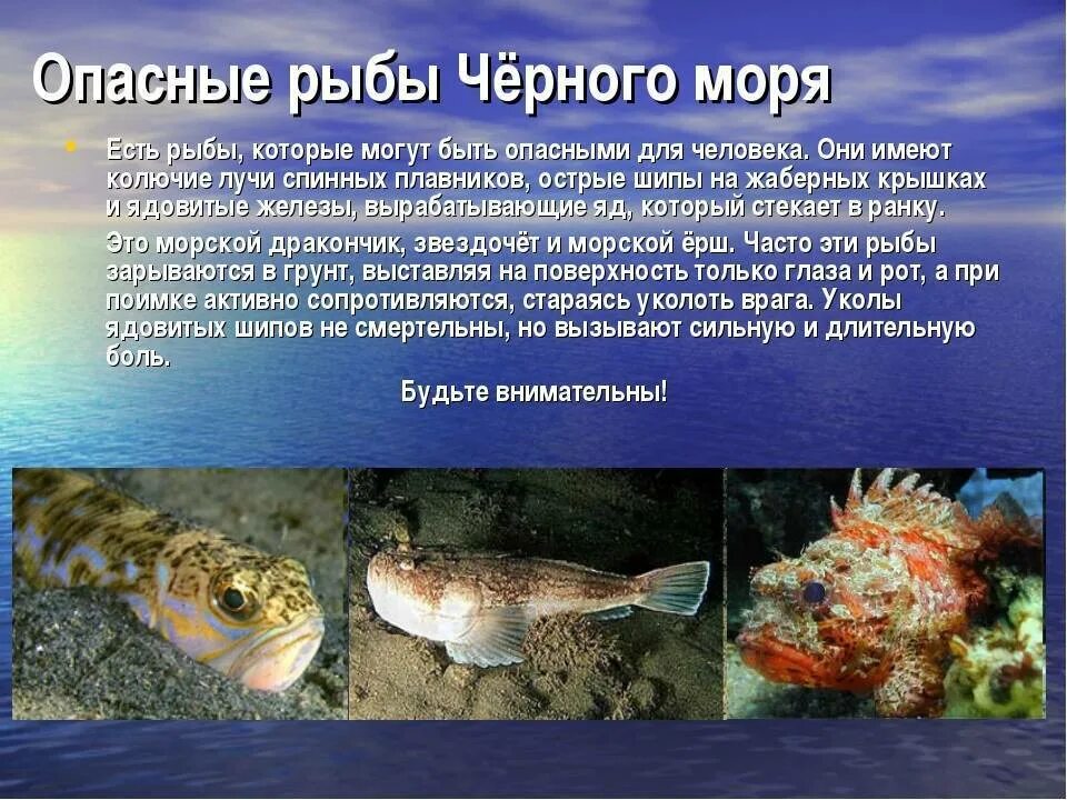 Какие рыбы водятся в море. Ядовитые обитатели черного моря. Ядовитые морские рыбы. Рыбы в чёрном море виды список. Рыбы обитающие в черном море.