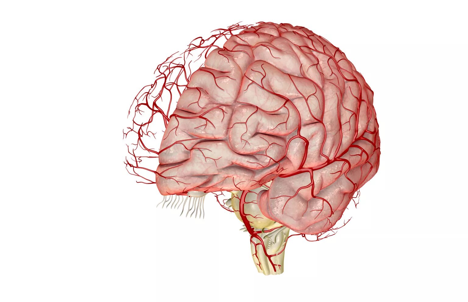 Церебральные сосуды головного мозга что это. Ангиоспазм артерий головного. Кровоснабжение сосудов головного мозга. Артерии кровоснабжающие головной мозг. Ишемия нерва