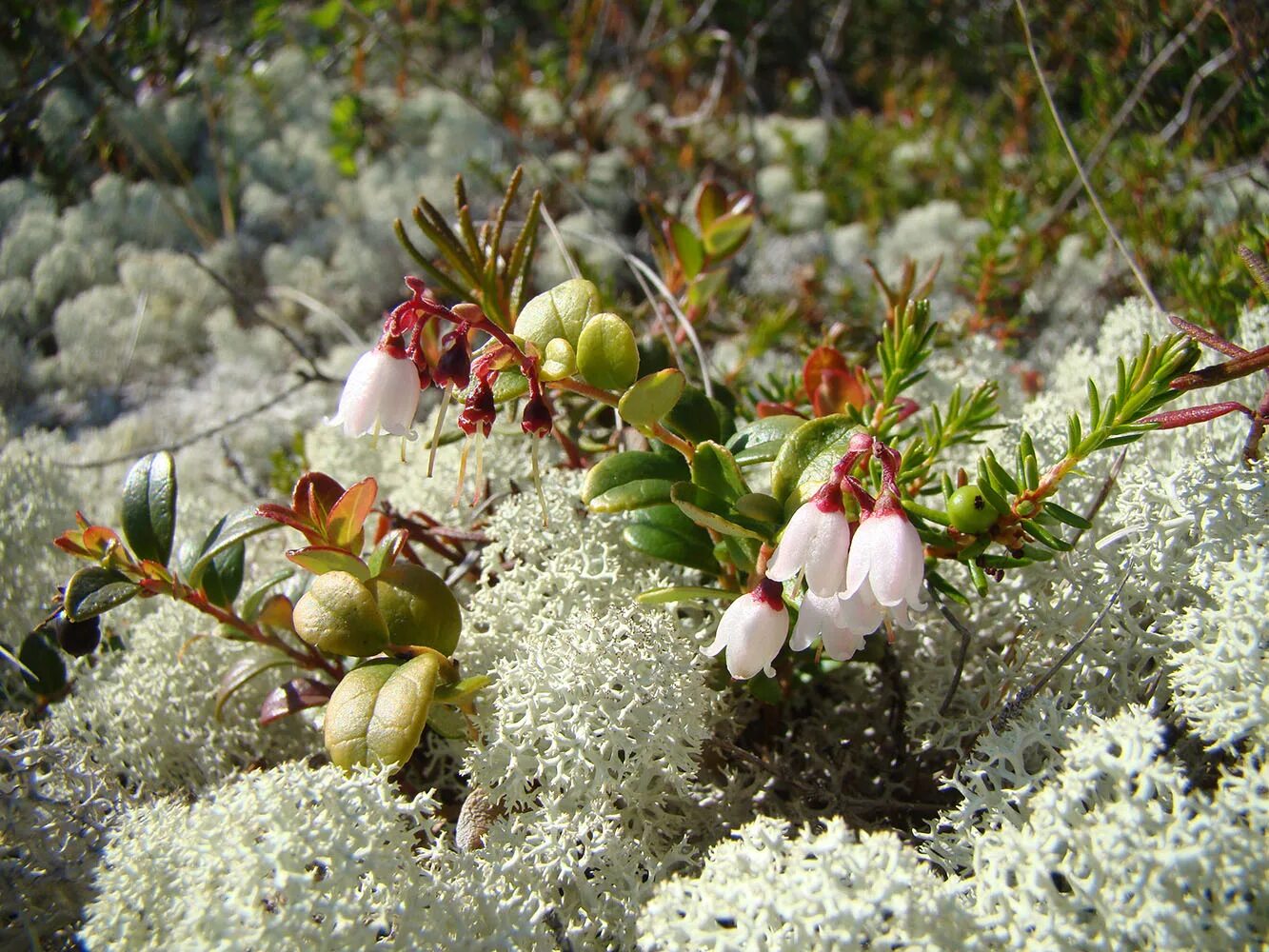 Plant north. Ягель, Морошка, брусника. Растения тундры брусника. Растения тундры Ямал. Тундра растения тундры.