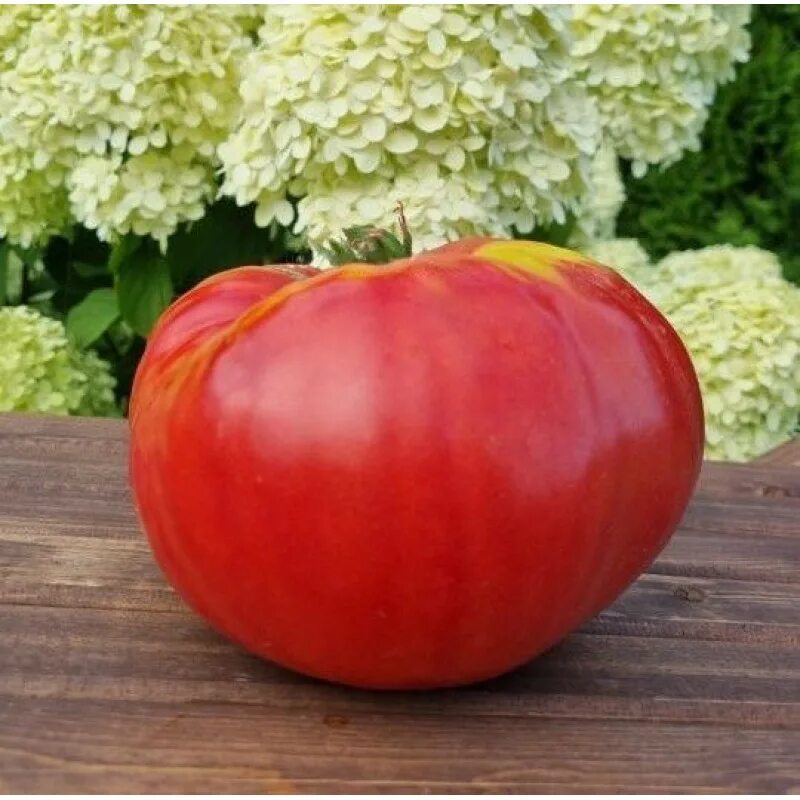 Томат Дедушка Мартино: описание сорта, отзывы, фото tomatland.ru