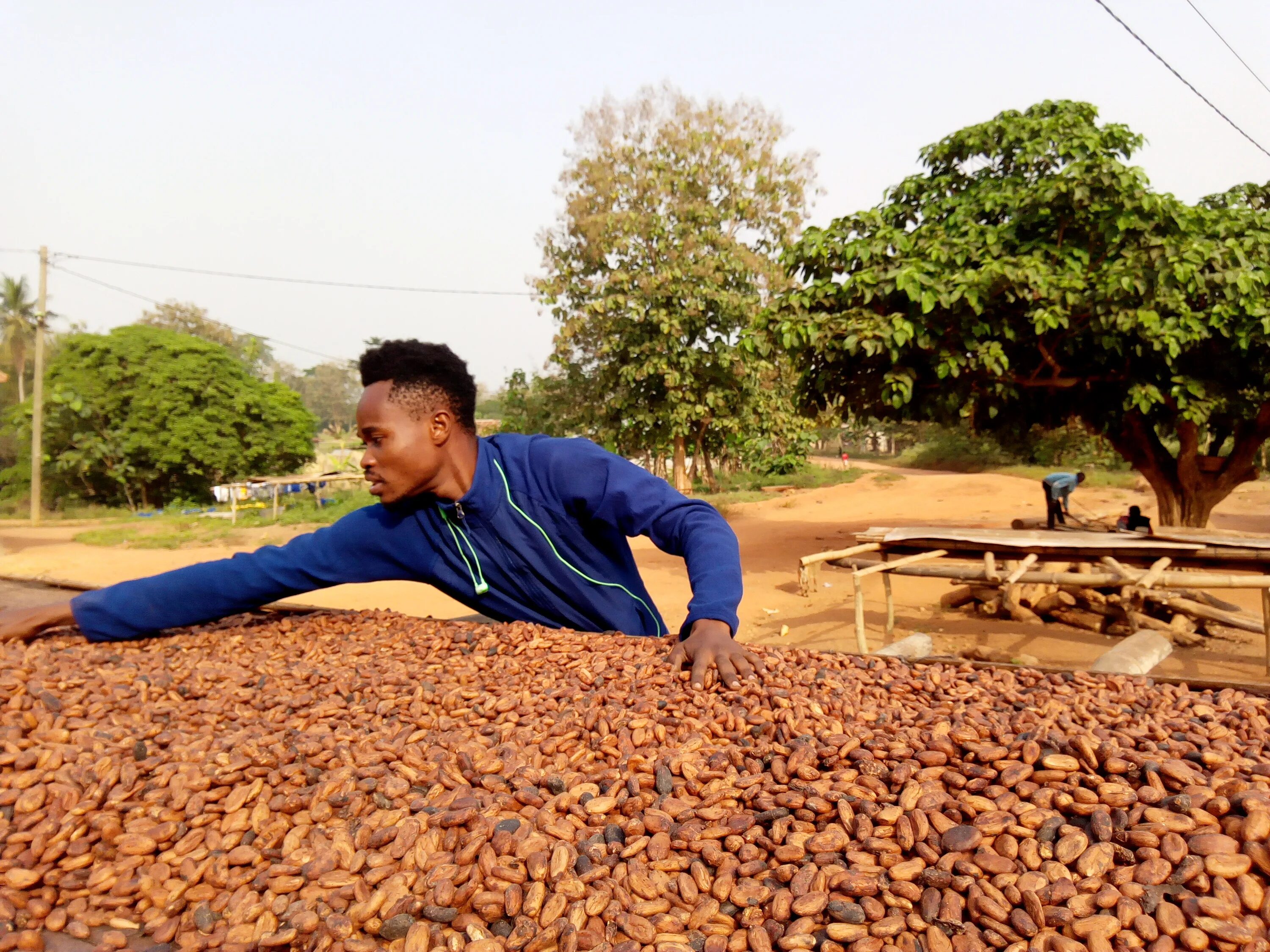 Какао выращивание. Какао cargill ghana limited гана. гана какао бобы. выращивают какао. ферма какао.