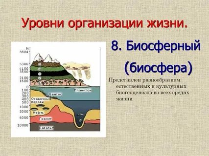 Биосферная организация жизни